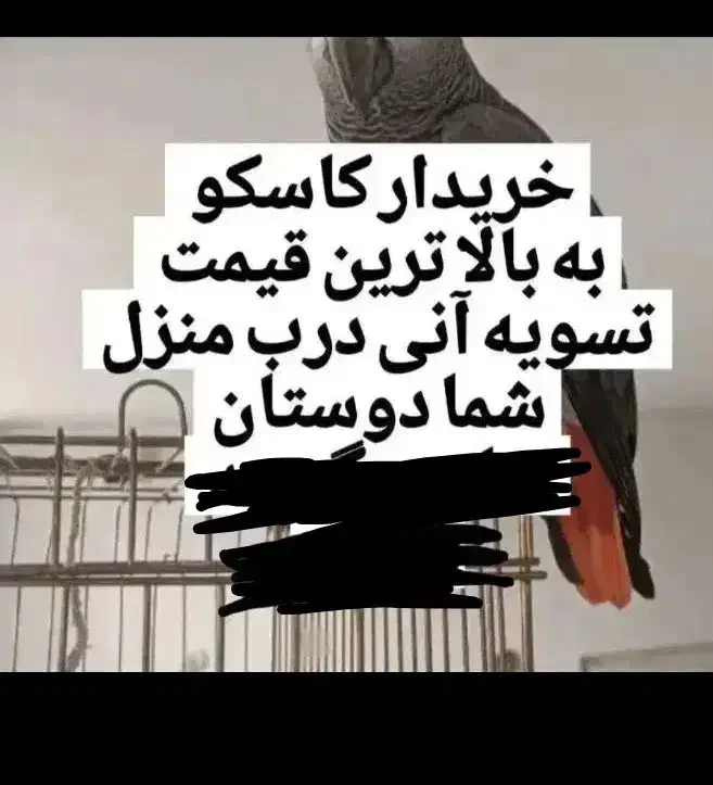 پرنده کاسکو سالم و بی عیب و ایراد|پرنده|یزد, |دیوار