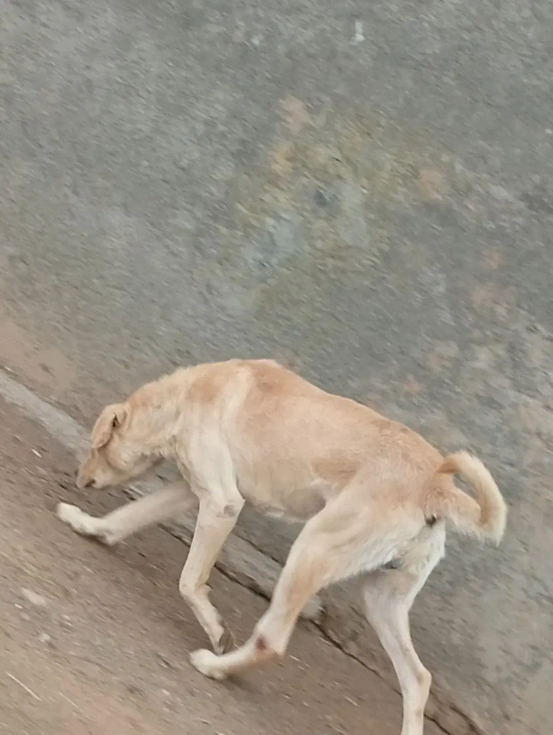 سگ .|سگ|سنقر, |دیوار