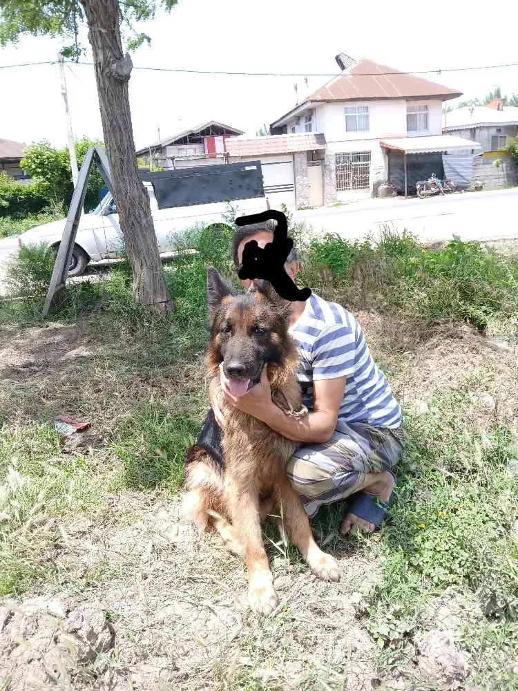 ژرمن شولاین مولد جفت نروماده اصیل،|سگ|آستانه اشرفیه, |دیوار