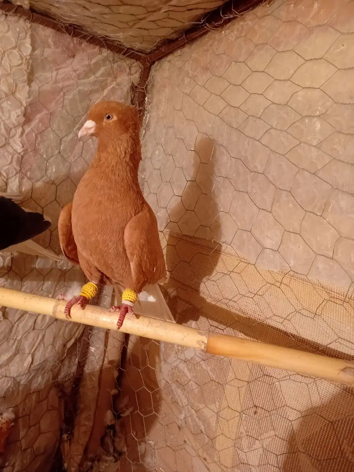 زرد دم سفید|پرنده|اسفرورین, |دیوار