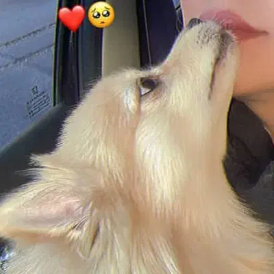 تدی|سگ|سهند, |دیوار