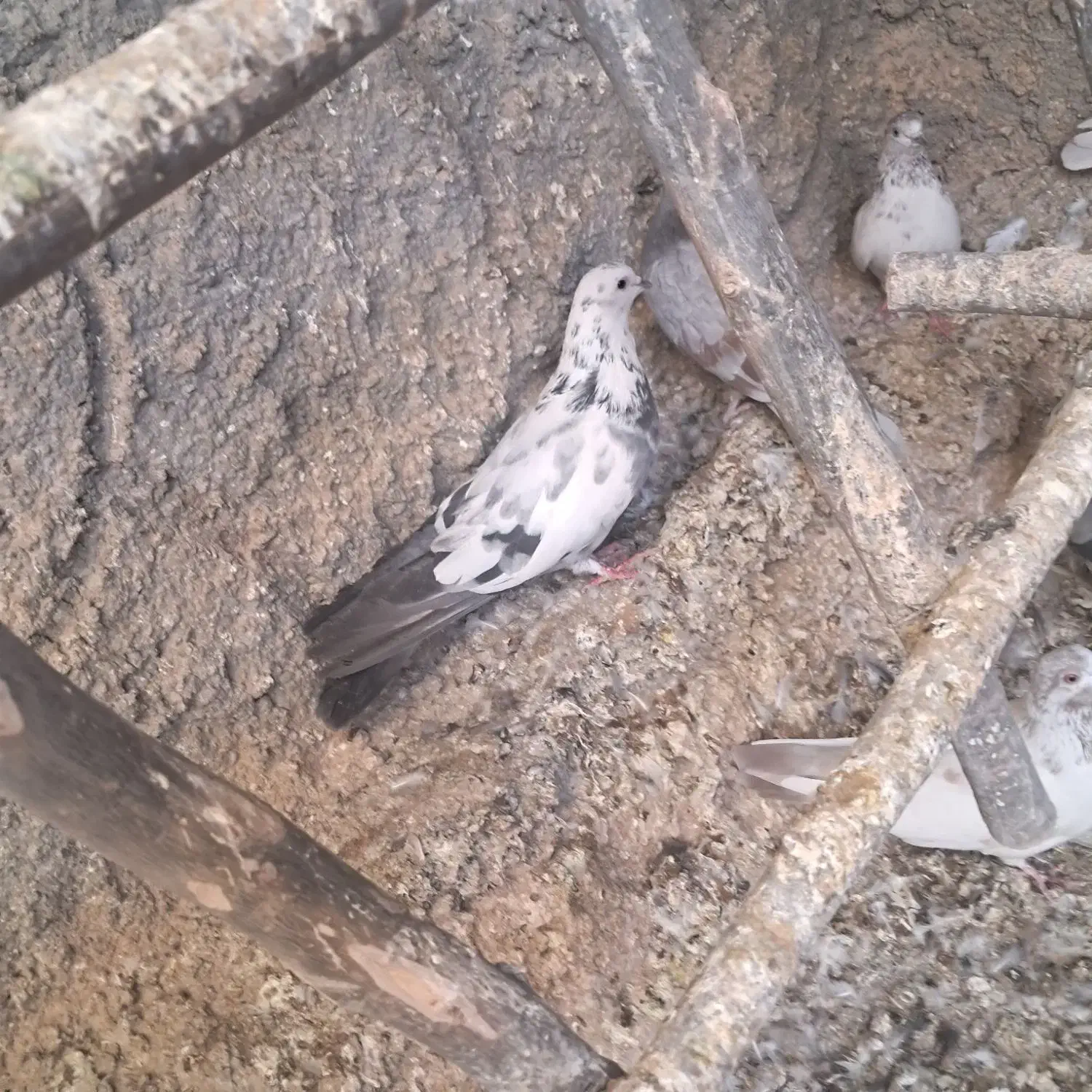 اصفهانی معاوضه با سهره خاکی|پرنده|اصفهان, ارغوانیه|دیوار