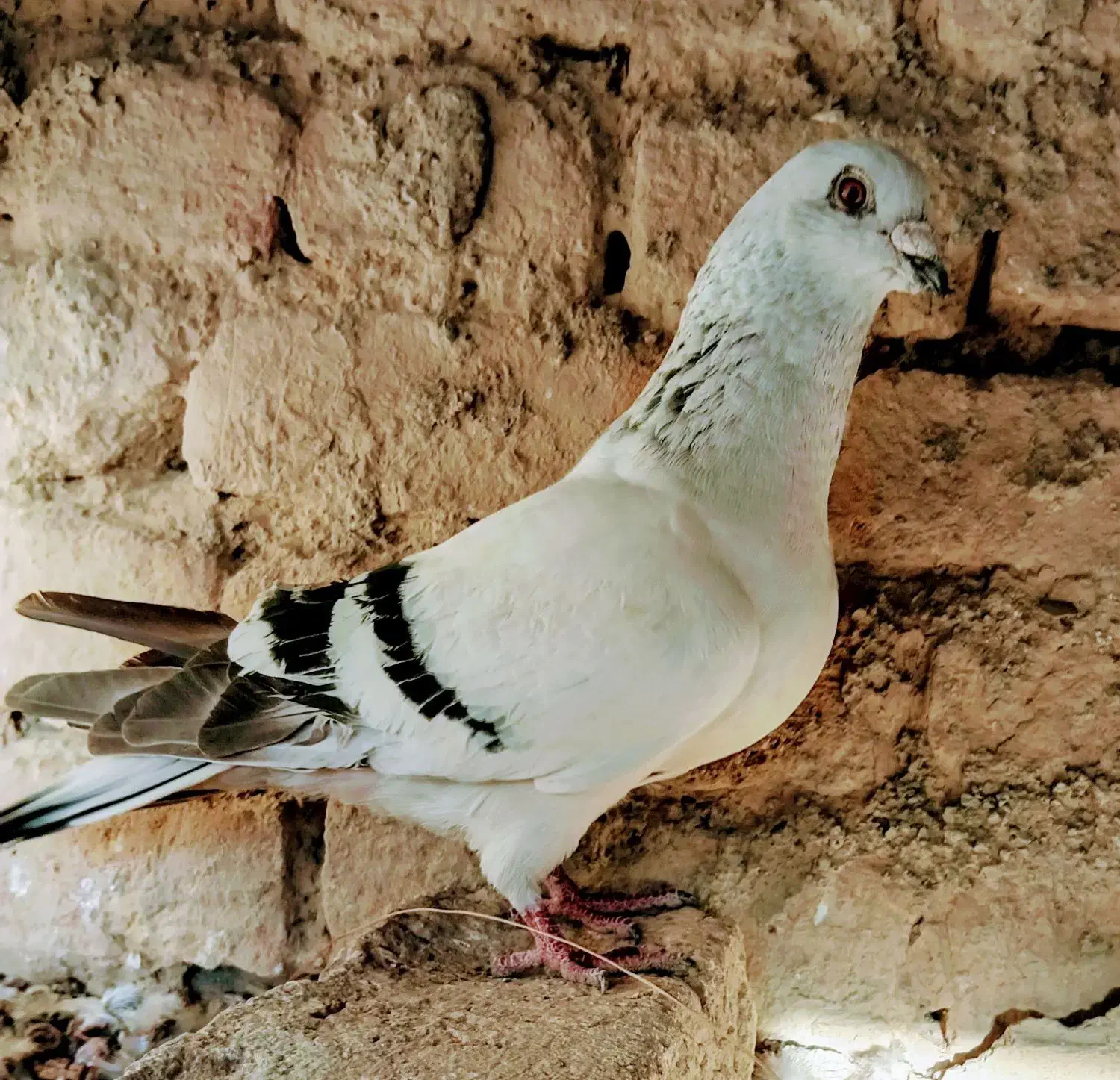 شامی نر|پرنده|آشخانه, |دیوار