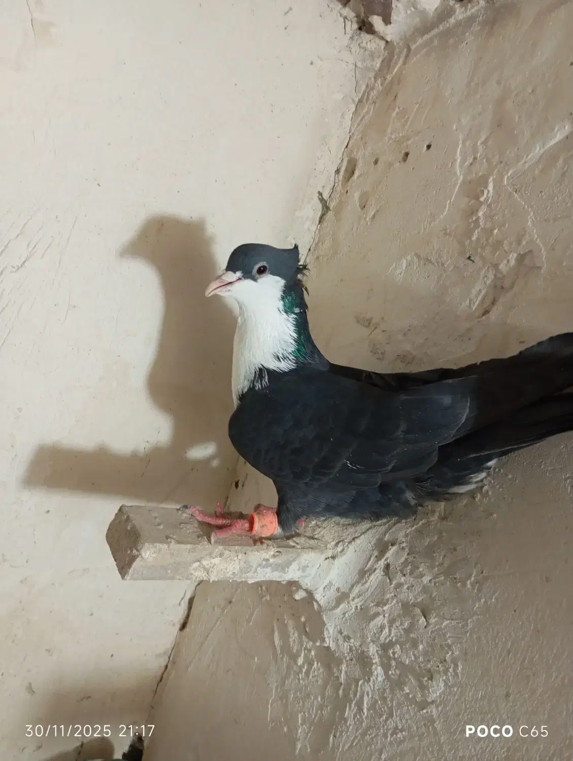 ریش سیاه نر|پرنده|خاش, |دیوار