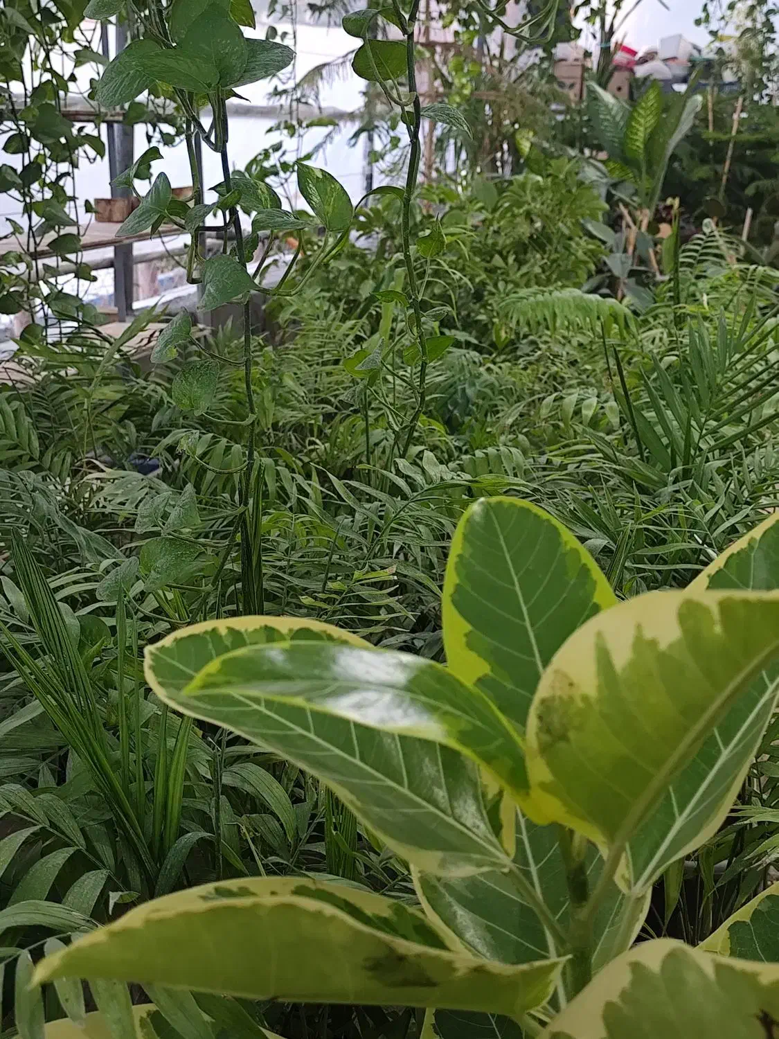 گلخانه با تمام تجهیزات|فروش دفتر صنعتی، کشاورزی، تجاری|سرخه, |دیوار