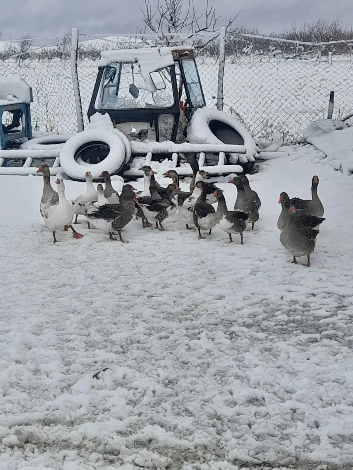 غاز محلی|حیوانات مزرعه|میاندوآب, |دیوار