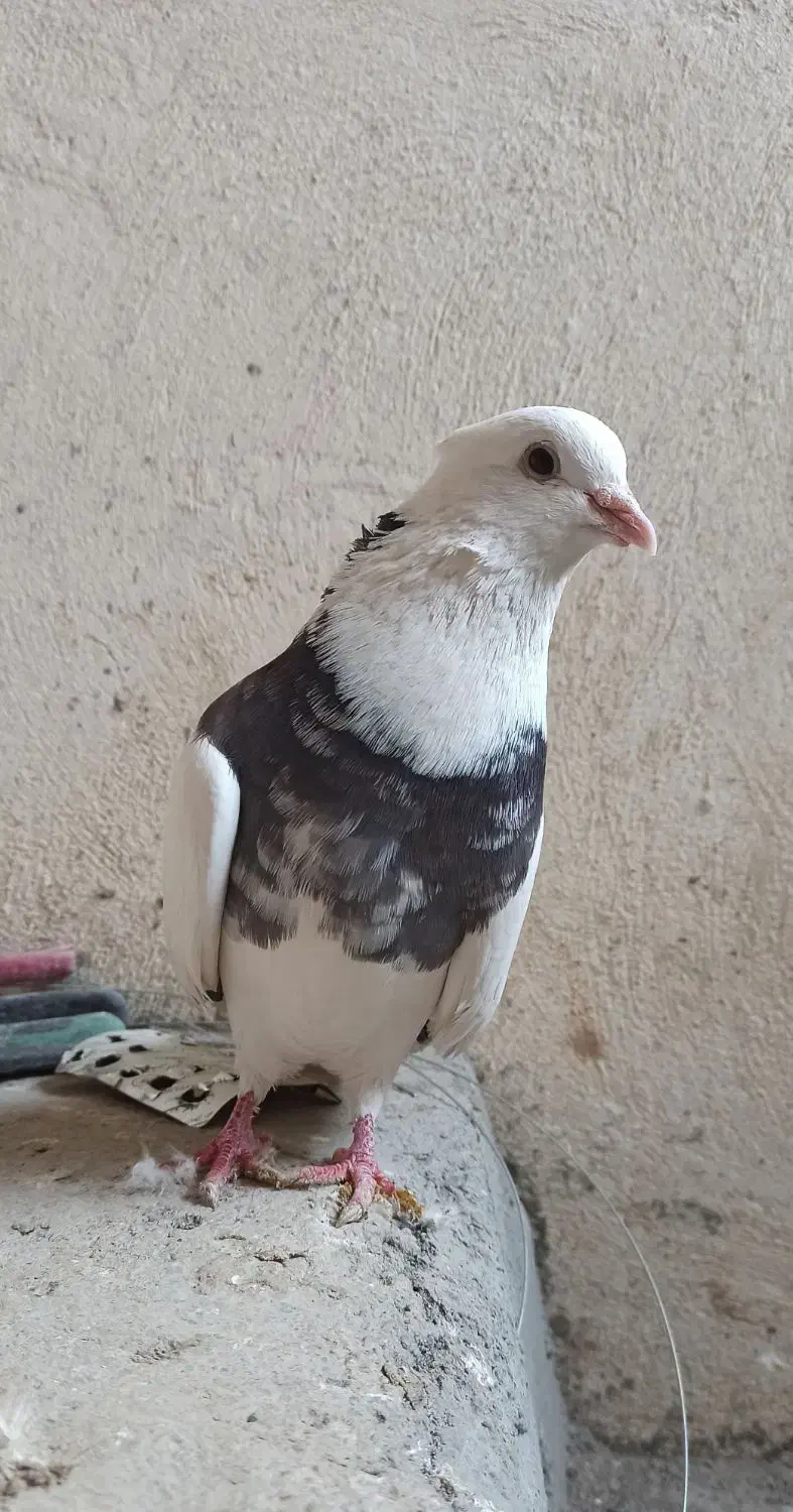 کفتر طوقی سرور|پرنده|قم, سید معصوم|دیوار