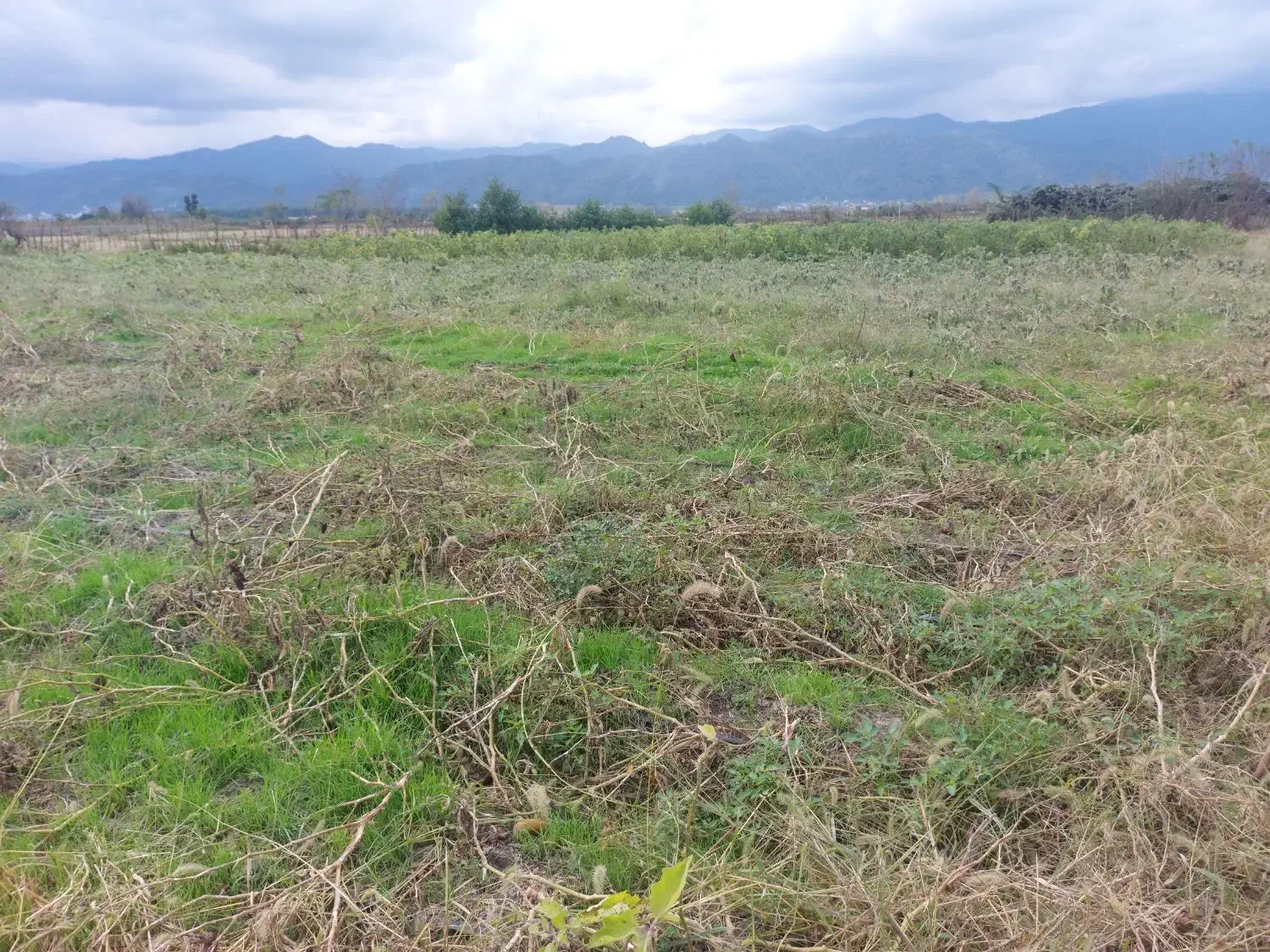 فروش زمین  ۳۱۰۰ متری در تالش پشته|فروش زمین و ملک کلنگی|تالش, جوکندان|دیوار