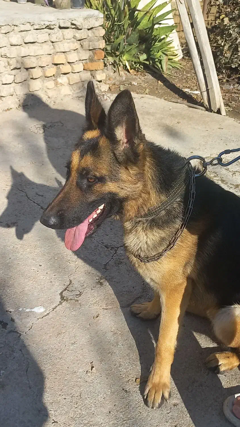 سگ گم شده|حیوانات|تاتار علیا, |دیوار