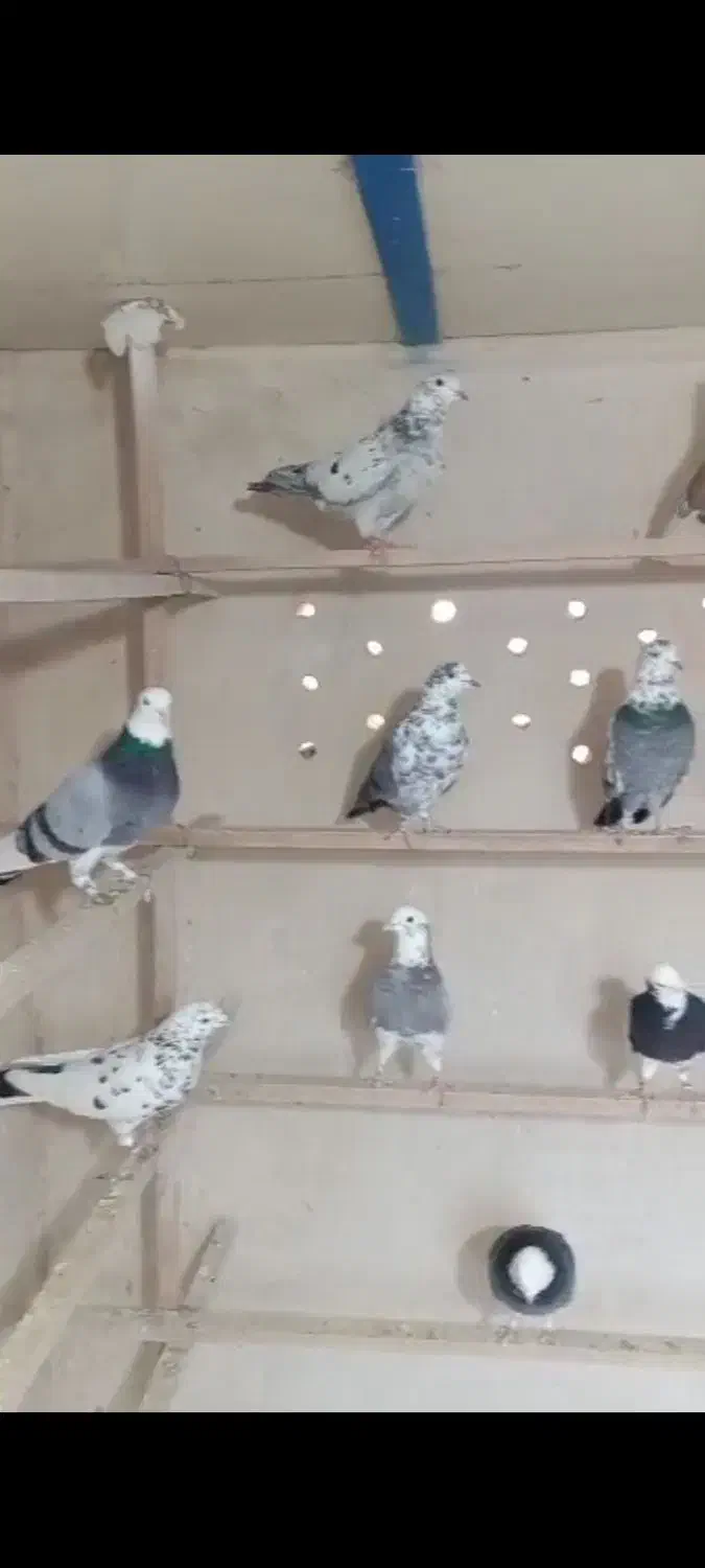 کبوتر پرشی|پرنده|ری, ظهیرآباد|دیوار