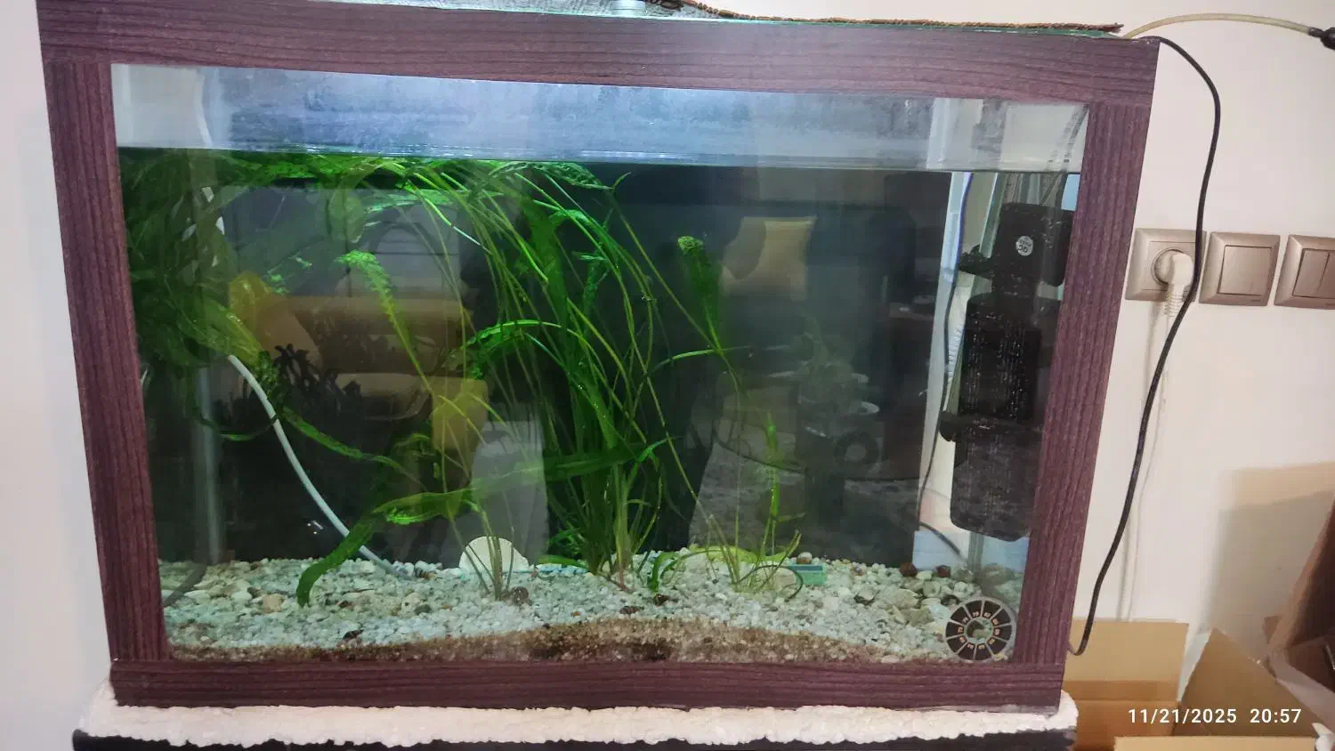 آکواریوم|ماهی|اصفهان, مسجد مصلی|دیوار