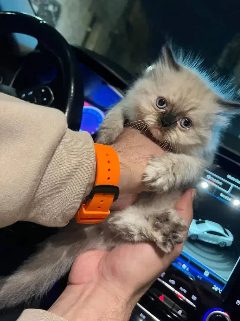 جشنواره فروش بچه گربه هیمالین اصل|گربه|گرمدره, |دیوار