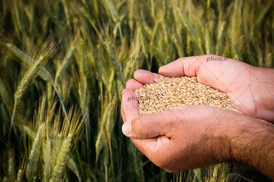 فروش دانه گندم علا|عمده‌فروشی|آذرشهر, |دیوار