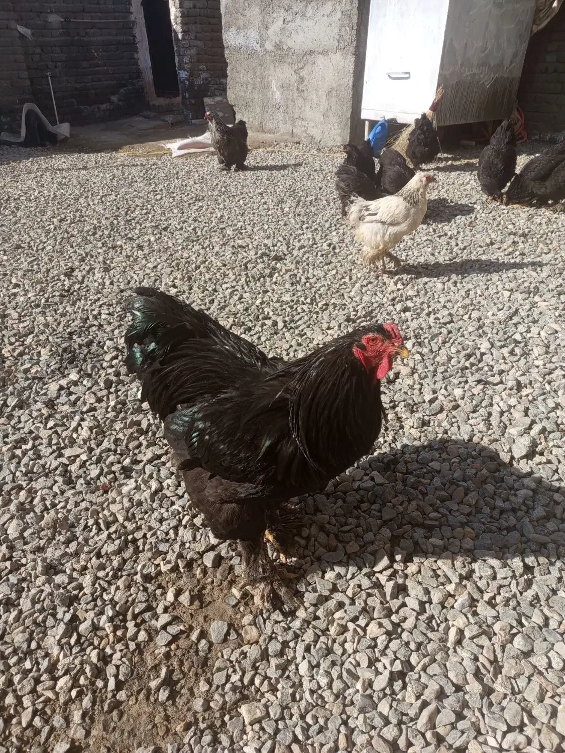 خروس برهما بلک|حیوانات مزرعه|نوشین شهر, |دیوار