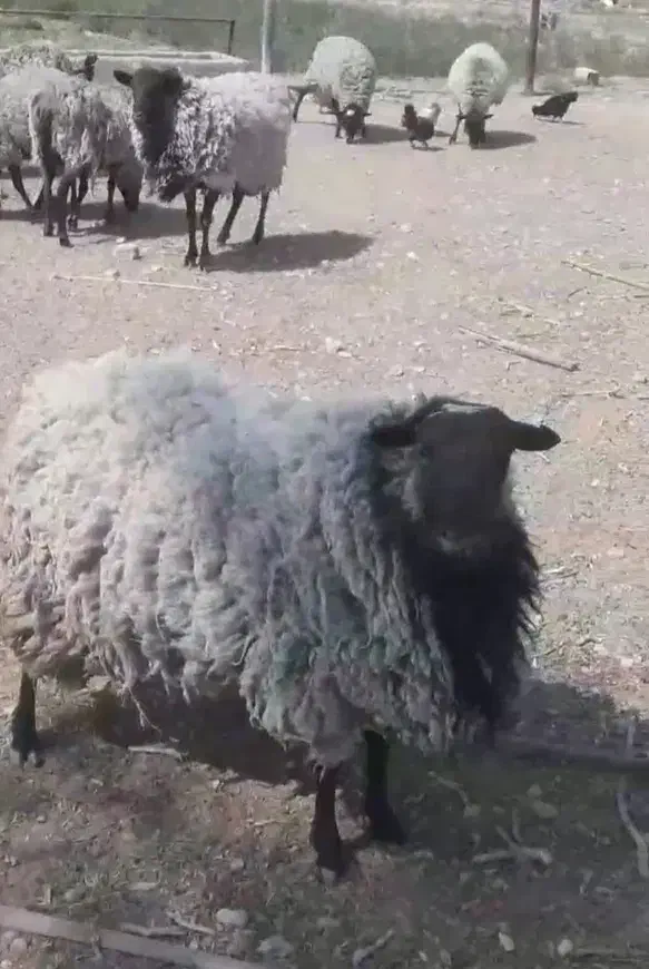 میش رومانوف|حیوانات مزرعه|فسا, |دیوار