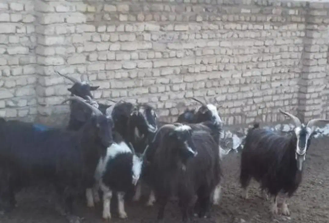 تعدادزیادیگوسفندحدودن۴۰تا|حیوانات مزرعه|خاش, |دیوار