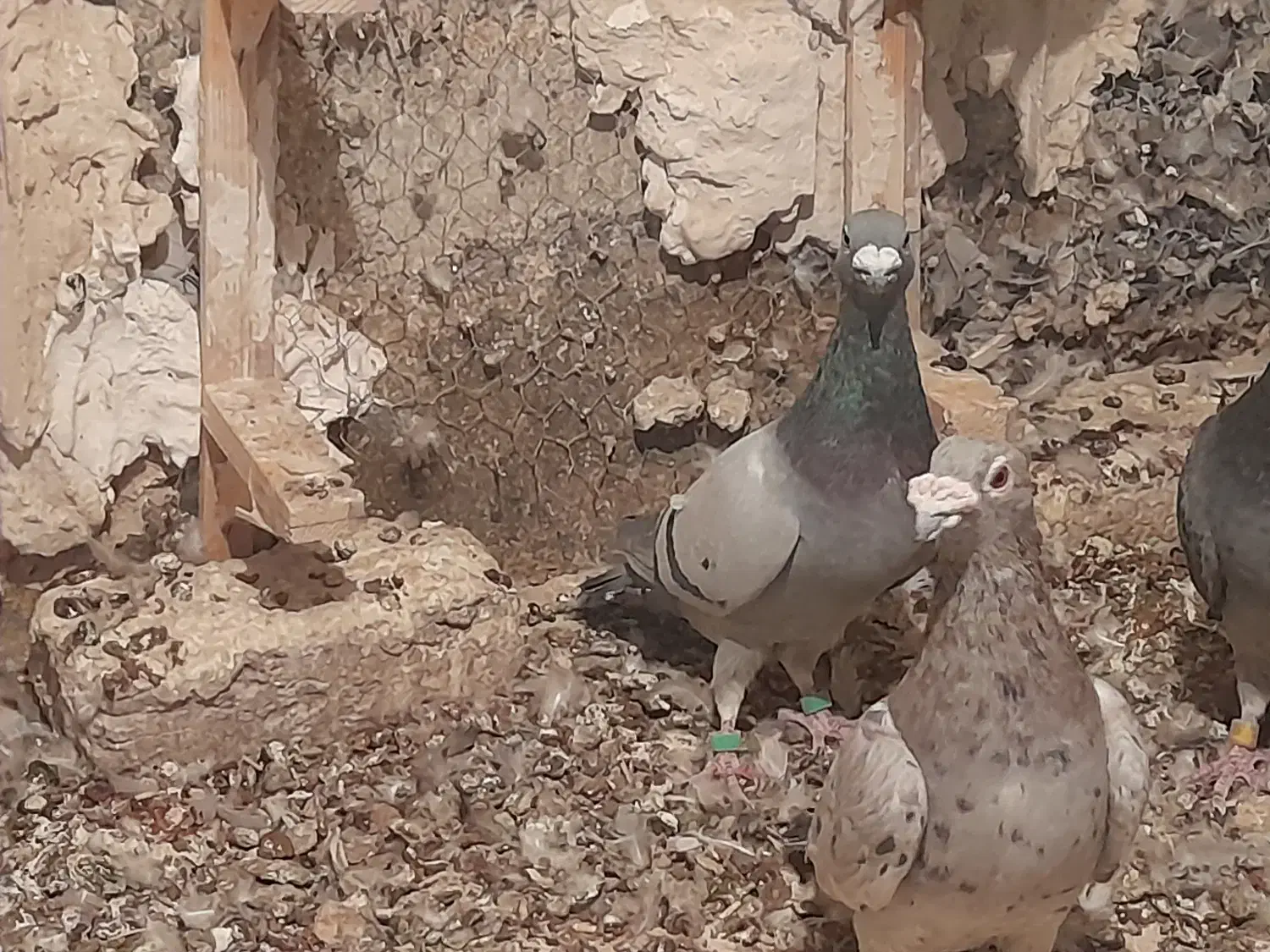 ۳ تا نر زرنگ و زد خوردی. فیض اباد|پرنده|مه ولات, |دیوار