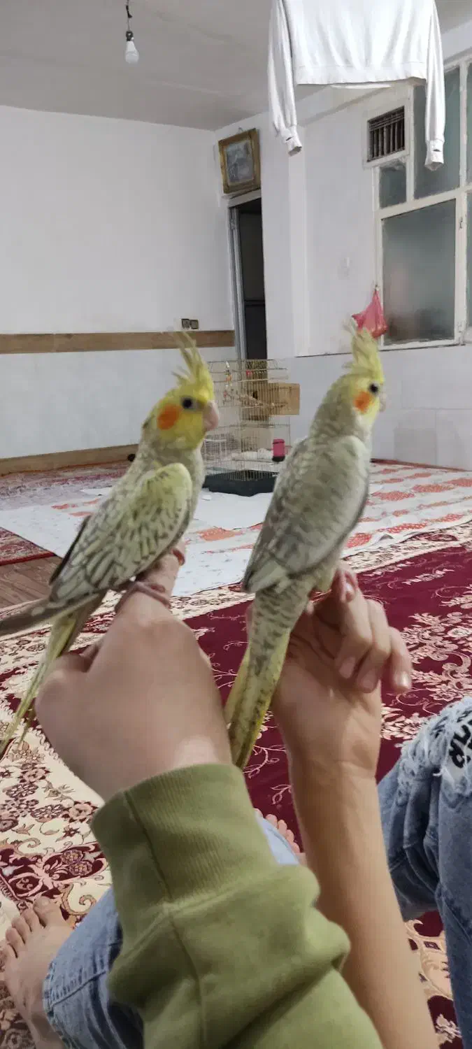 عروس هلندی|پرنده|قرچک, داوود آباد|دیوار