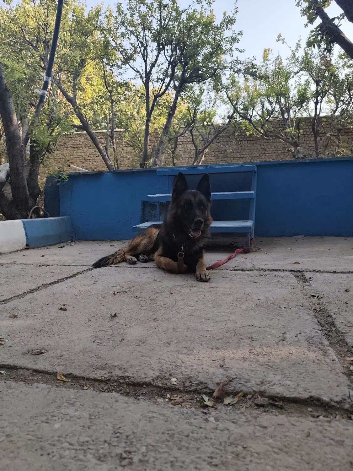 یک جفت سگ ژرمن نر و ماده|سگ|ماهدشت, |دیوار