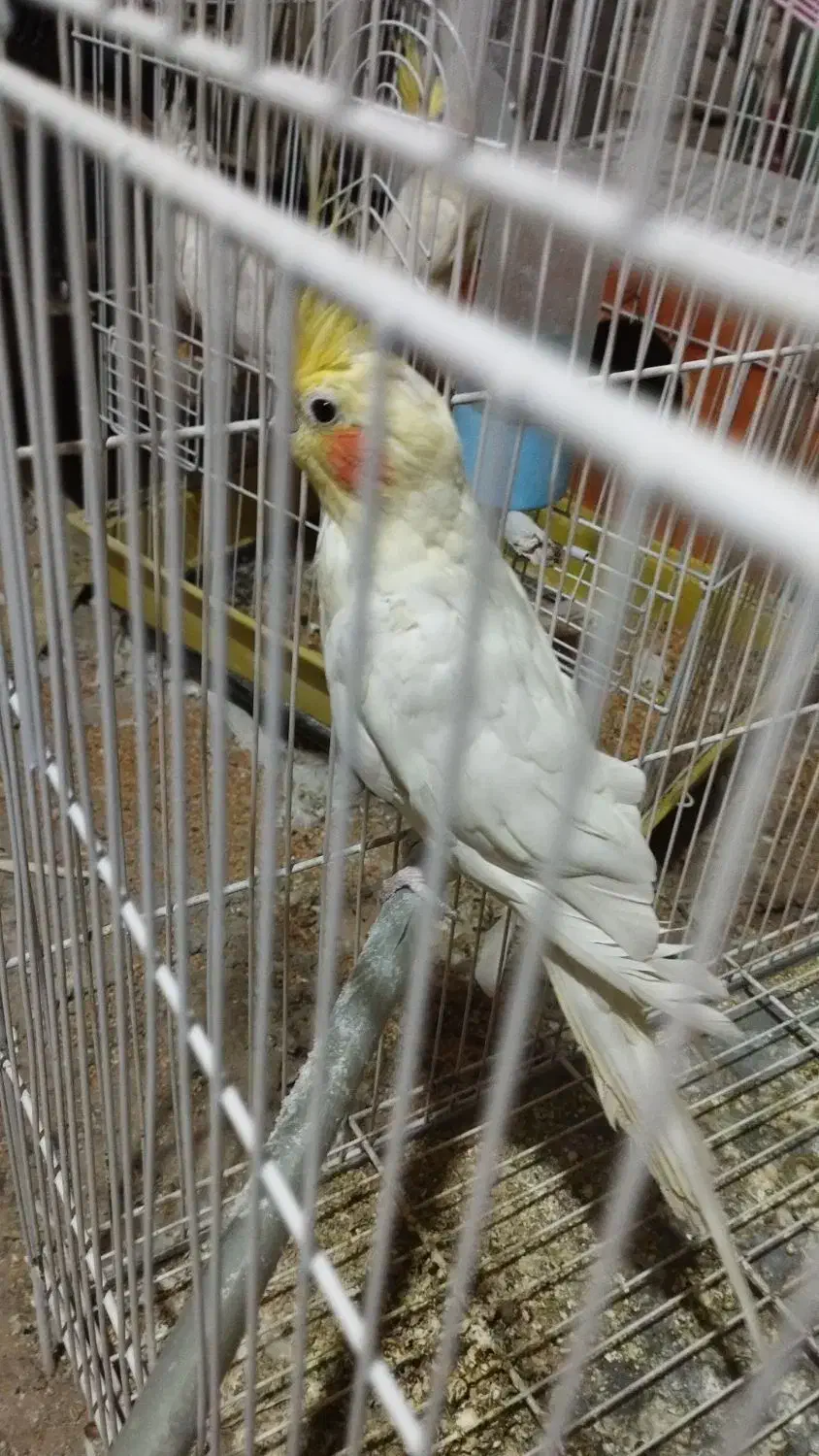 فروش عروس هلندی لوتینو،و البینو|پرنده|زابل, |دیوار