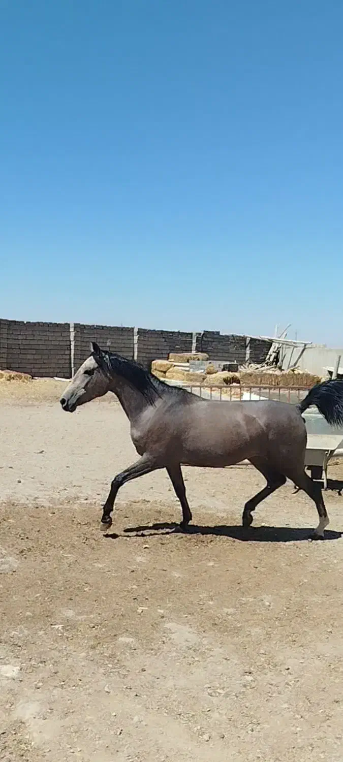 اسب مادیان کورد|اسب و تجهیزات اسب‌سواری|فامنین, |دیوار