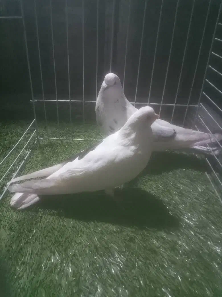 کبوتر زیبا|پرنده|ساری, |دیوار