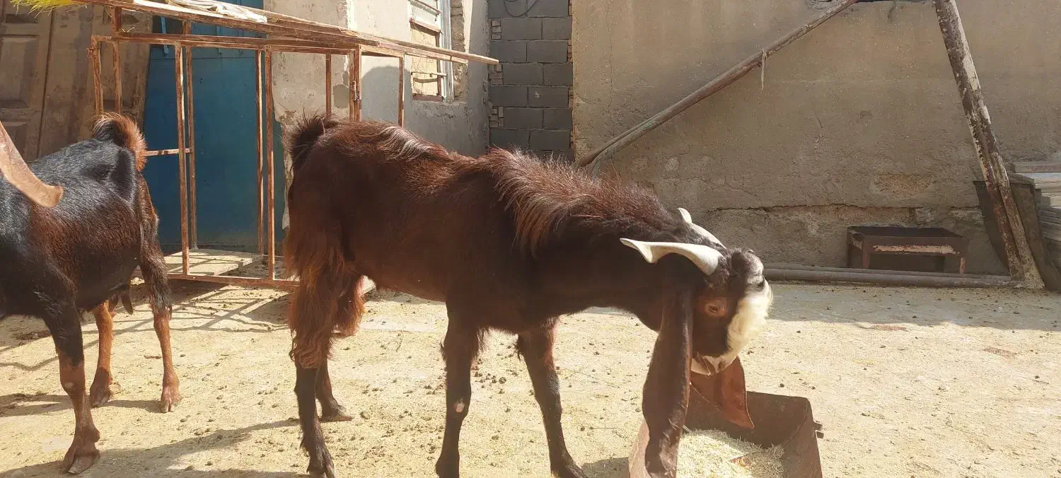 بز نر نجدی و افغانی هیکل درشت|حیوانات مزرعه|بندر ماهشهر, |دیوار