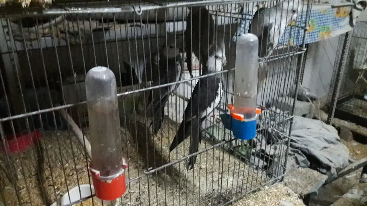 طوطی سانان و لوازم جانبی|پرنده|چهارباغ, |دیوار