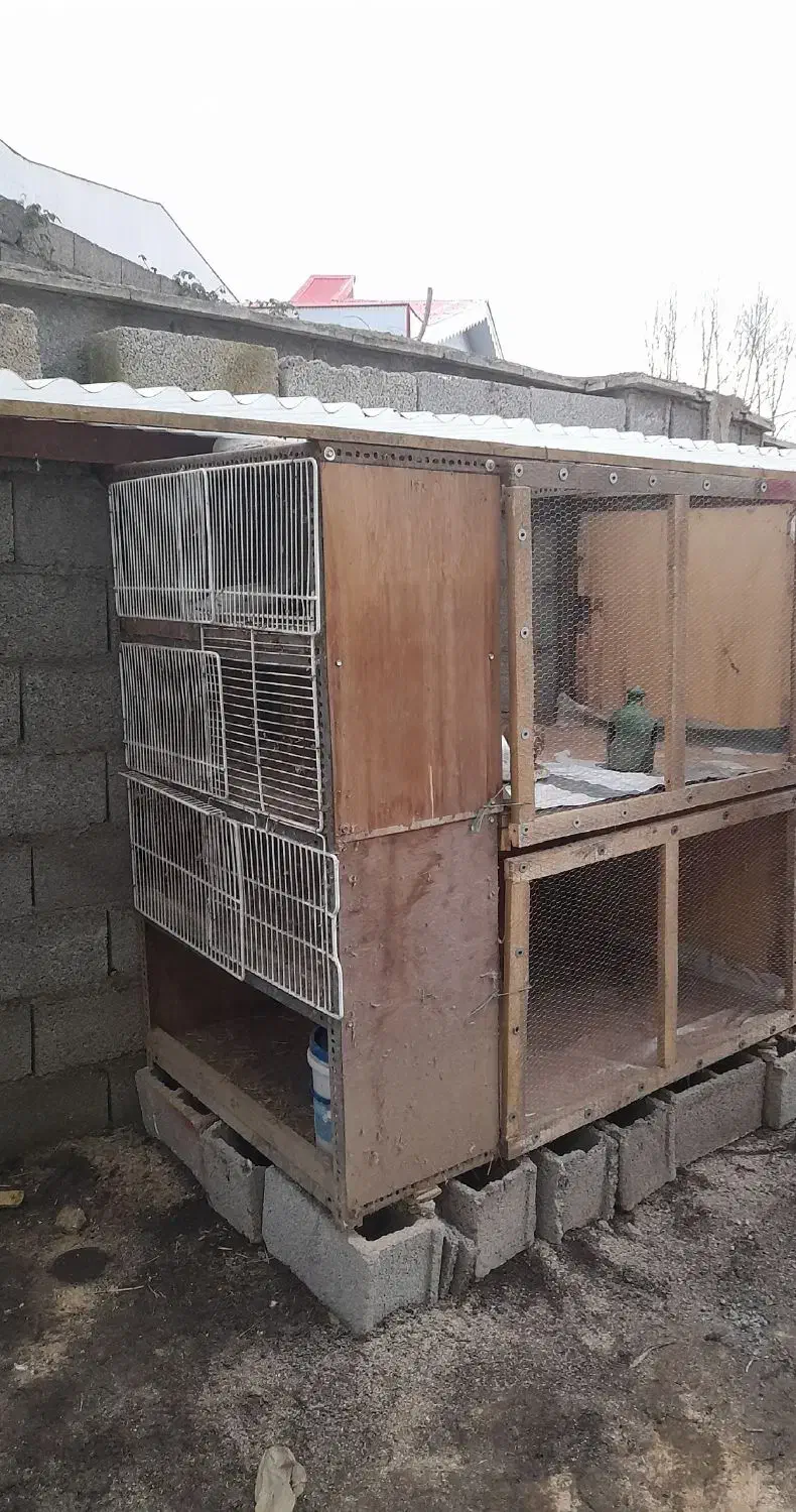 لانه کبوتر|لوازم جانبی حیوانات|تولم شهر, |دیوار