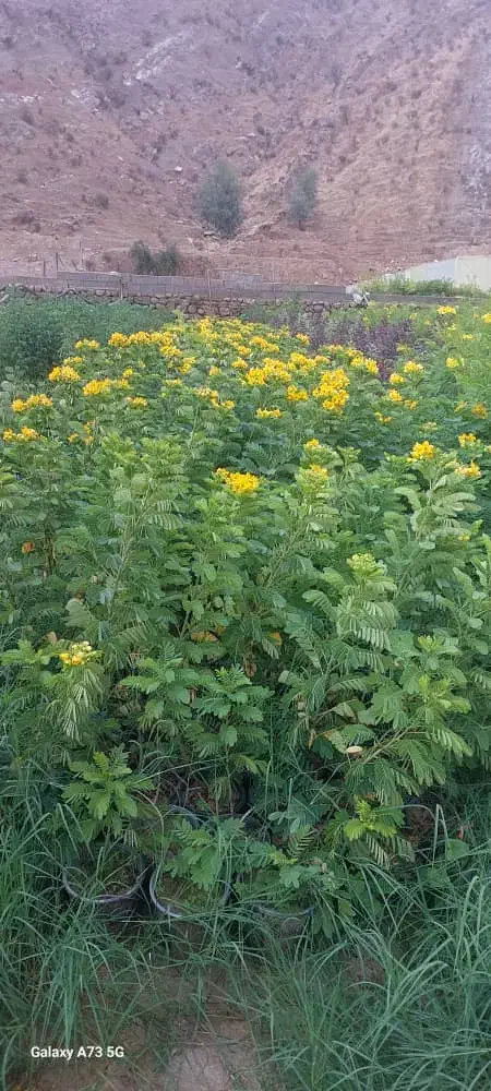 گل و درخت فروشی مطاف|خدمات باغبانی و درختکاری|بندر دیر, |دیوار