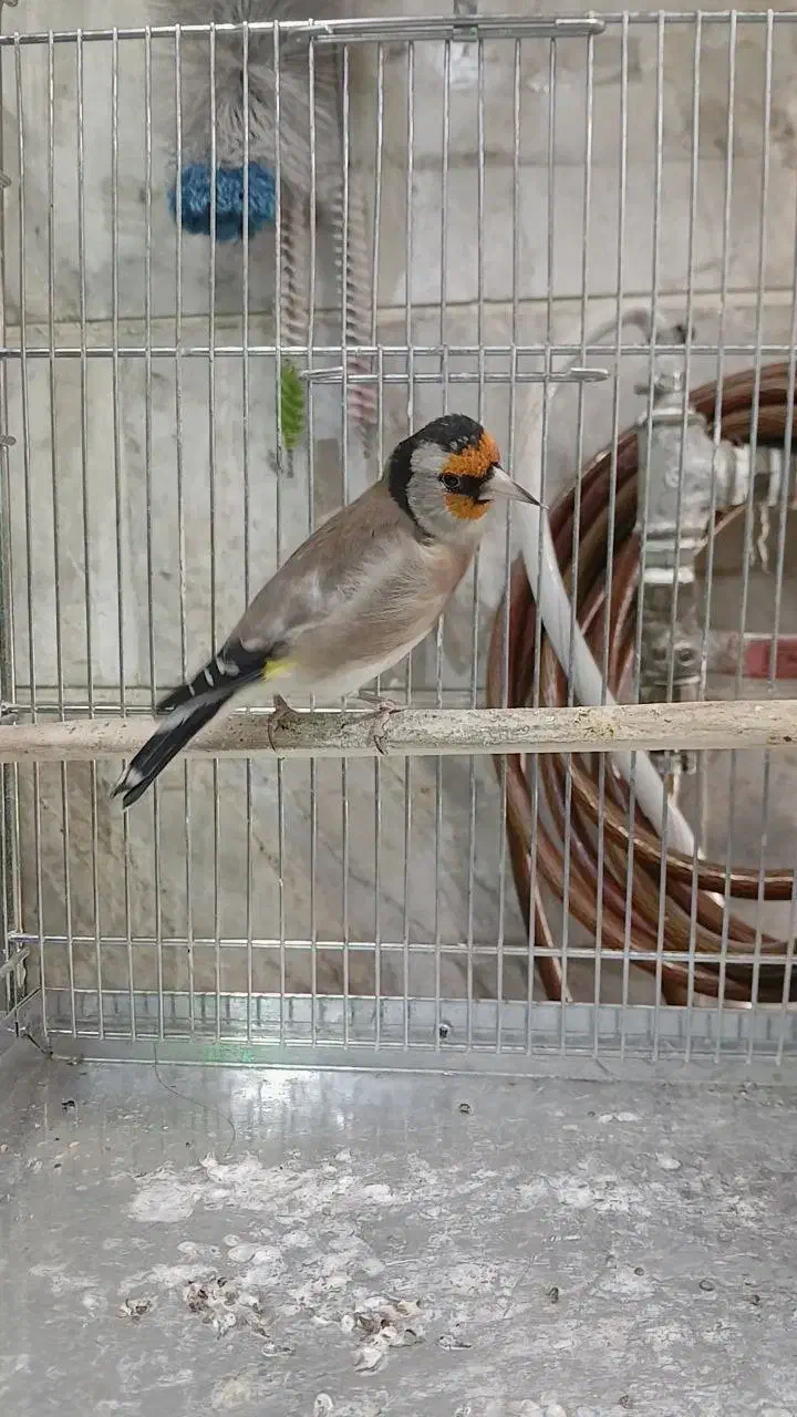 سهره شرور|پرنده|ری, سیزده آبان|دیوار