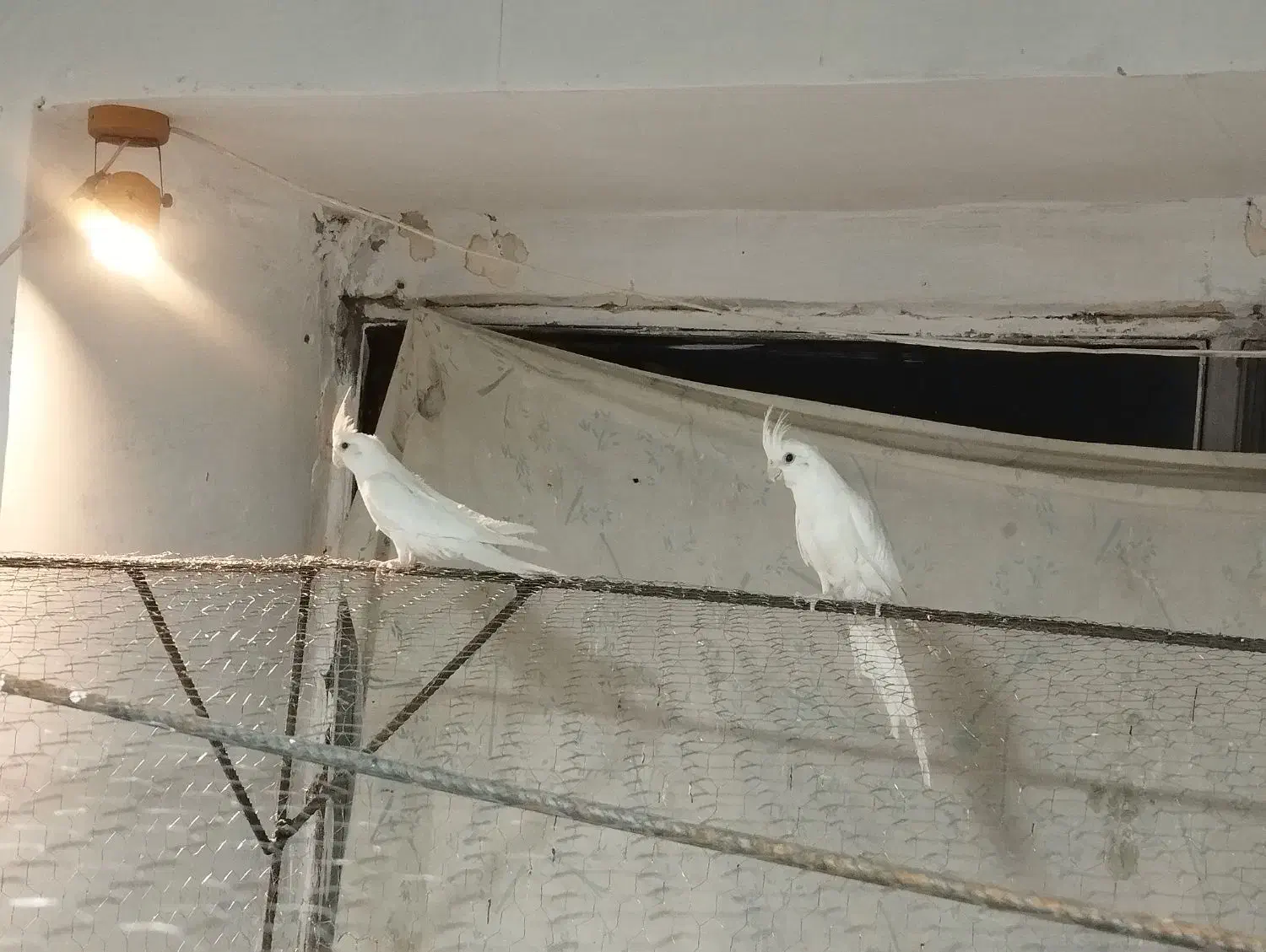 یه جفت عروس آلبینو|پرنده|رفسنجان, |دیوار