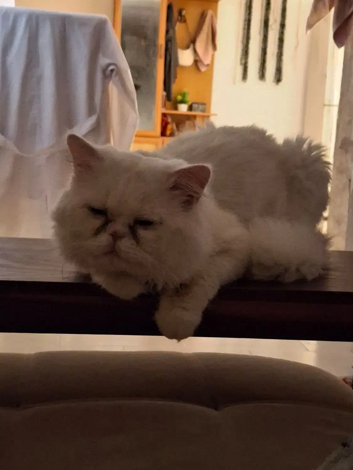 گربه نر جفتگیری|گربه|قائم‌شهر, |دیوار