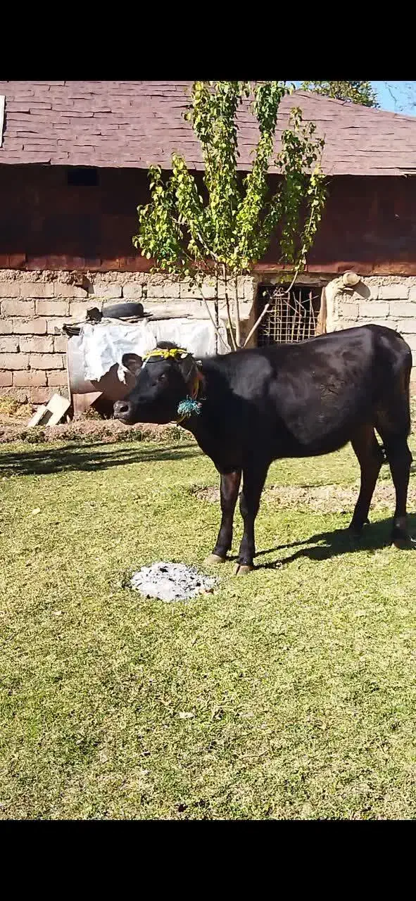 فروش گوساله ماده یک سال و سه ماه|حیوانات مزرعه|مهدی شهر, |دیوار