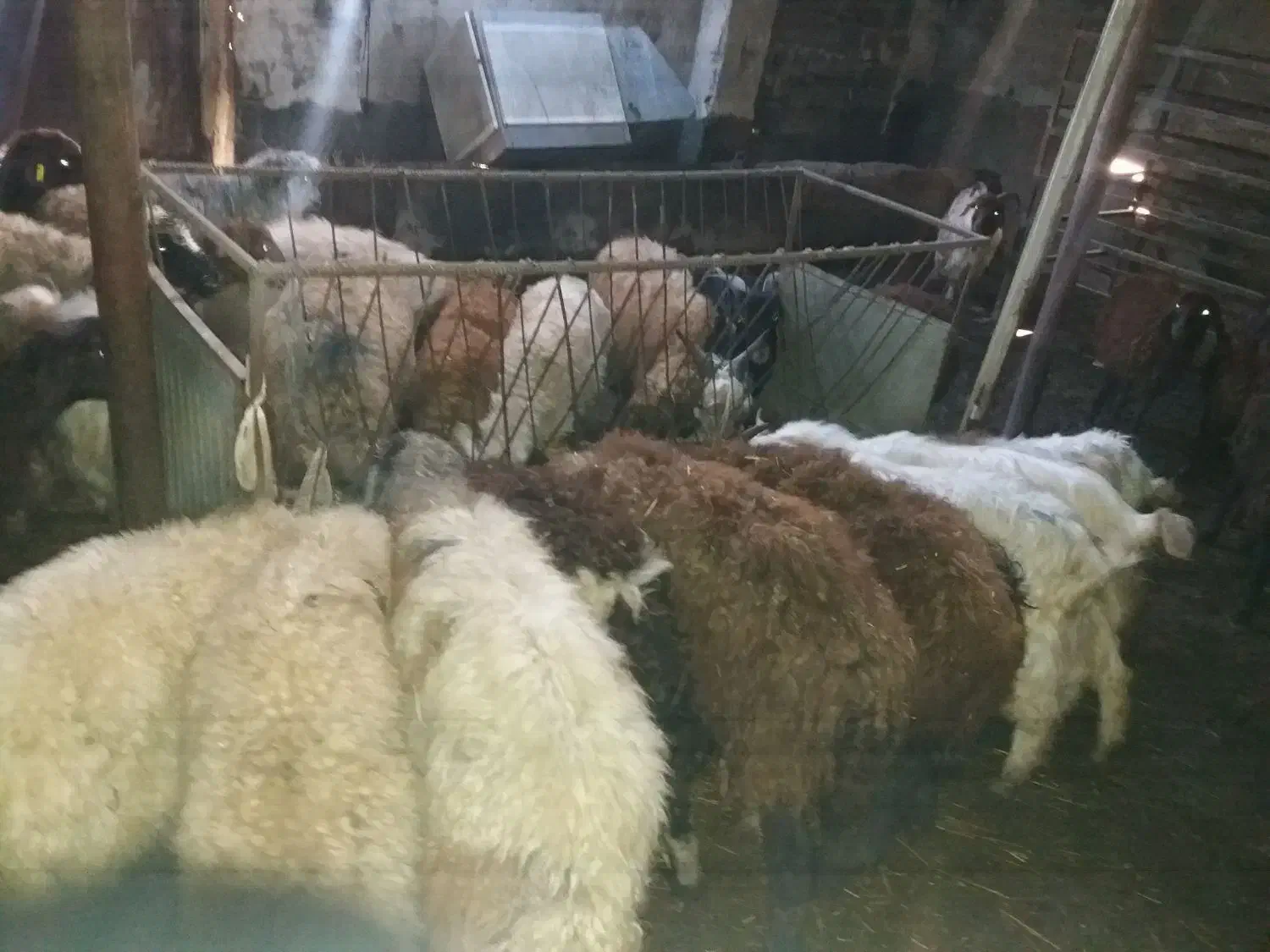 گوسفند|حیوانات مزرعه|ارومیه, |دیوار