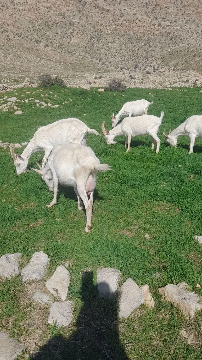 بزسانن|حیوانات مزرعه|کرمانشاه, |دیوار