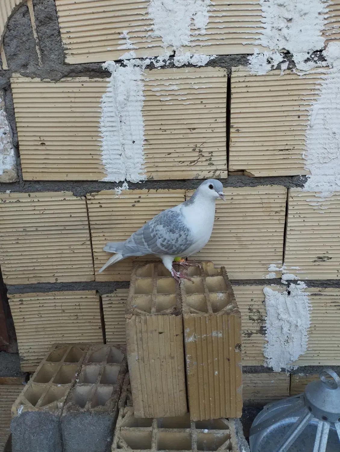 کفتر|پرنده|رضویه, |دیوار