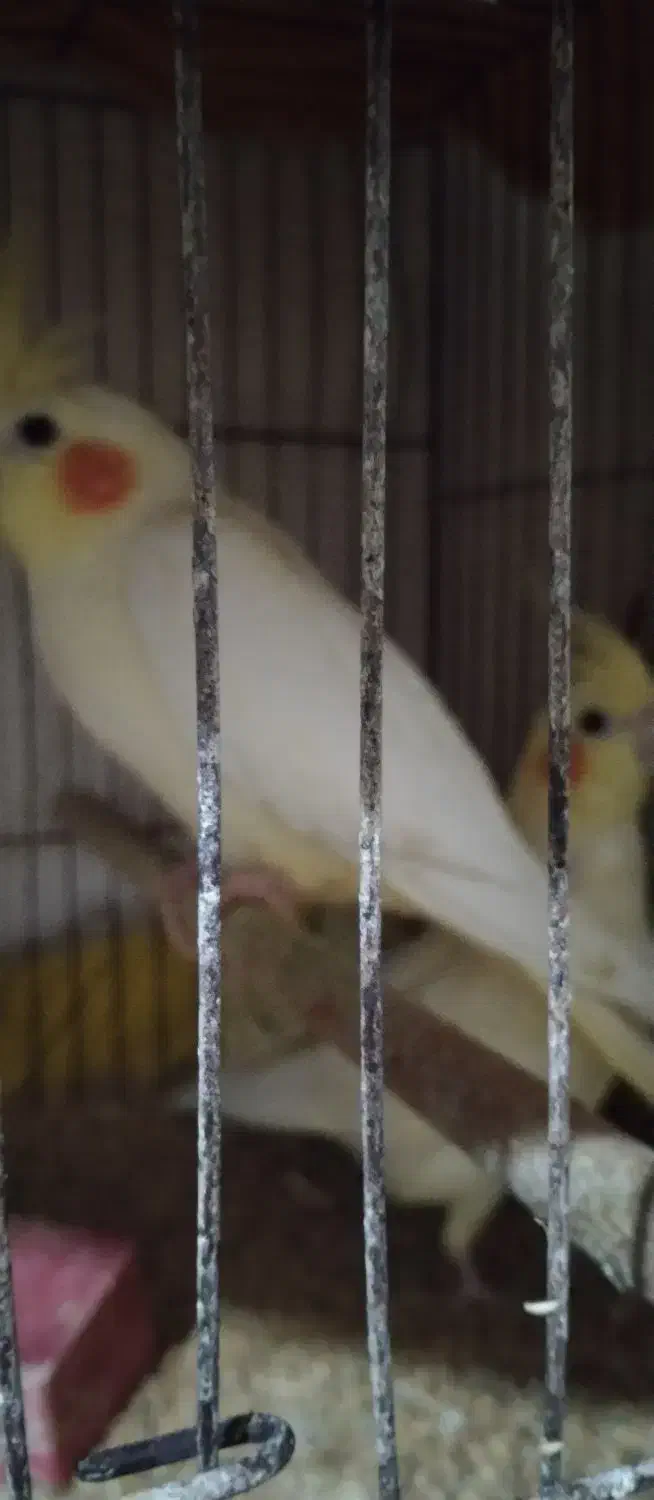 طوطی عروس|پرنده|رشت, سلیمانداراب|دیوار