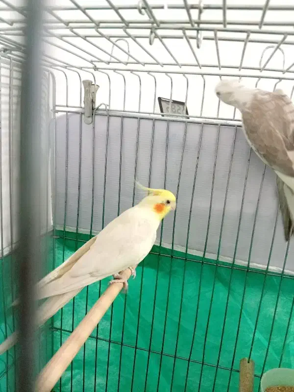 عروس هلندی|پرنده|کبودرآهنگ, |دیوار