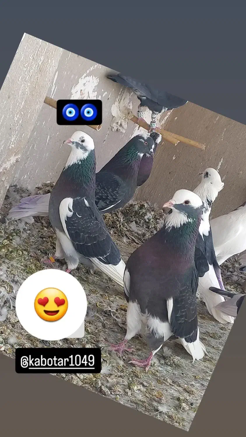 کبوتر فروشی فوری|پرنده|فشاپویه, |دیوار