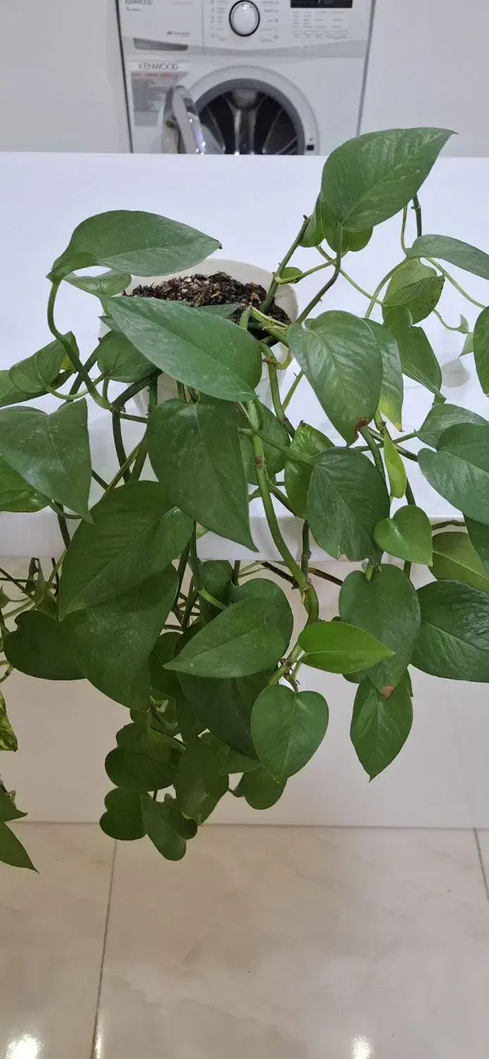 گل های پیتوس|گل و گیاه طبیعی|اسلام‌شهر, شهرک سعیدیه|دیوار