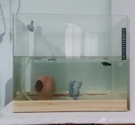 اکواریوم معاوظه با طوطی|ماهی|قزوین, |دیوار