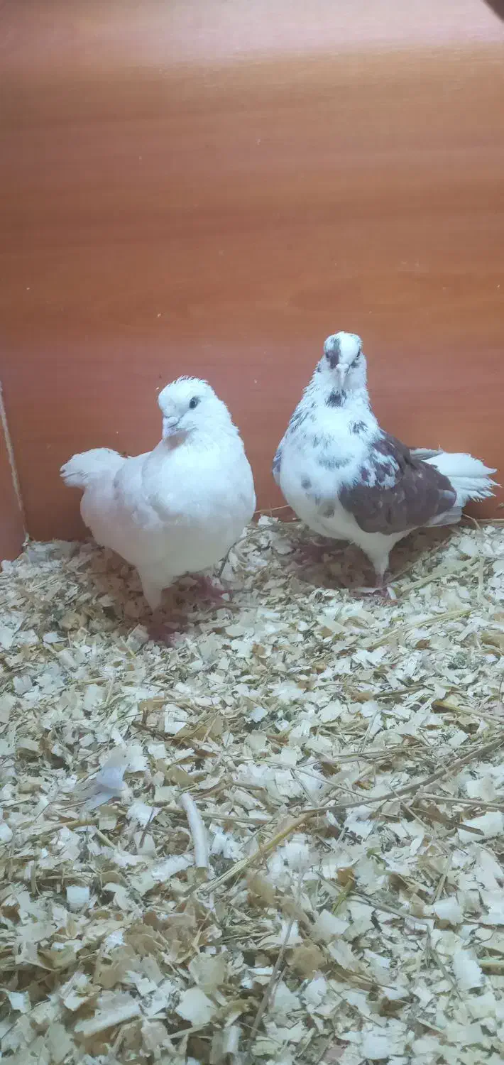 کبوتر|پرنده|رشت, منظریه|دیوار