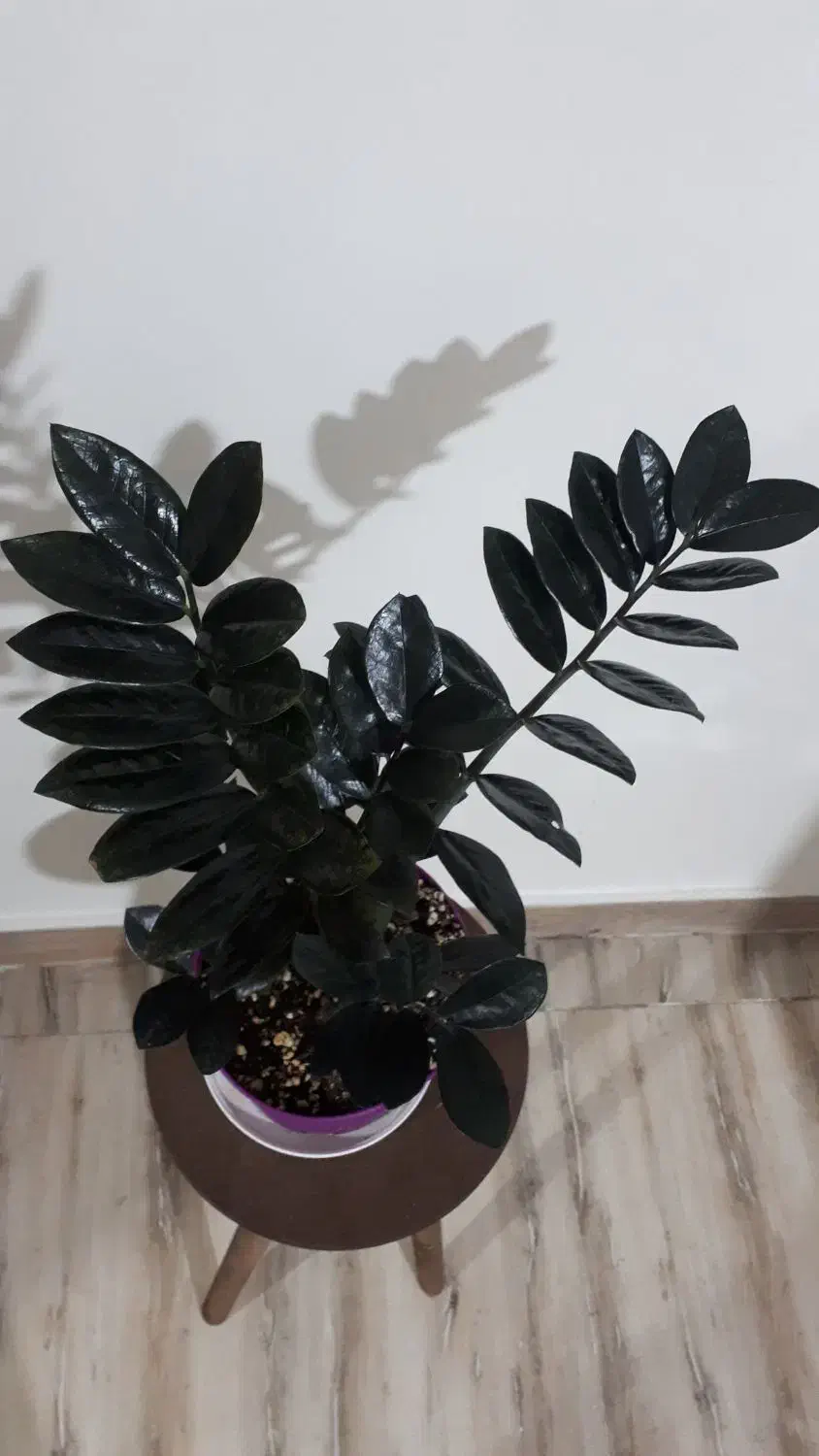 گل و گیاه طبیعی اپارتمانی|گل و گیاه طبیعی|تهران, کیانشهر|دیوار