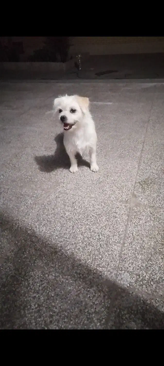 سگ فروشی|سگ|زرند, |دیوار