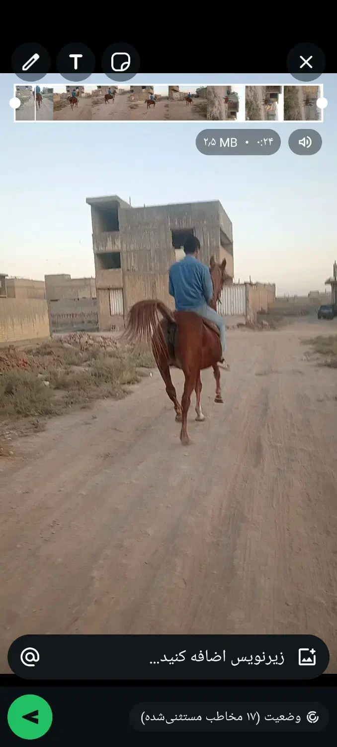 اسب مادیان|اسب و تجهیزات اسب‌سواری|شیراز, سلطان آباد|دیوار