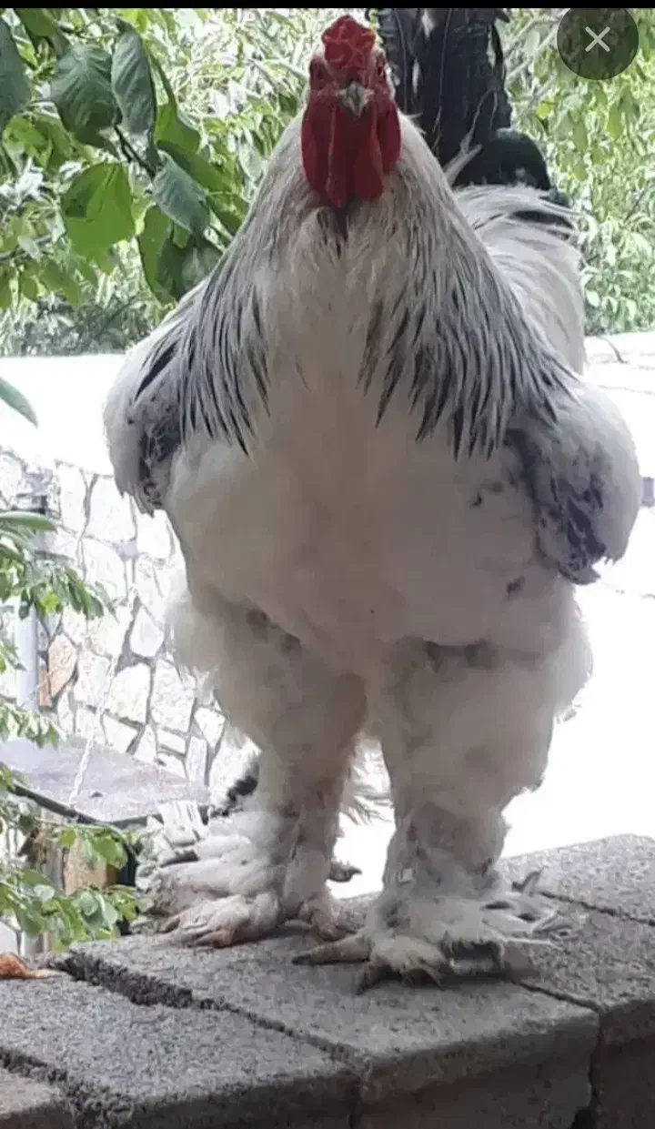 تخم مرغ برهما اصیل|حیوانات مزرعه|ورامین, قويينک زهری|دیوار