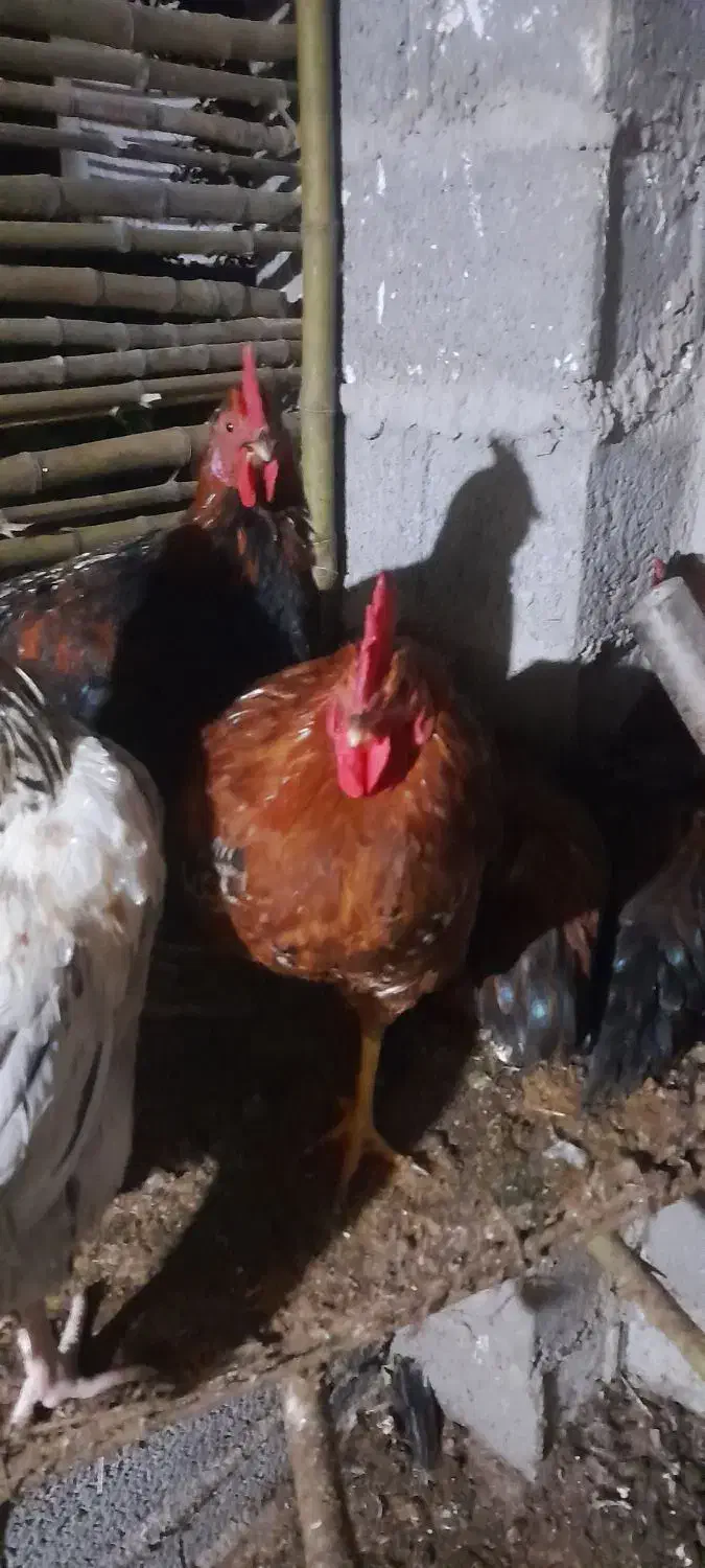 خروس|حیوانات مزرعه|خشکبیجار, |دیوار