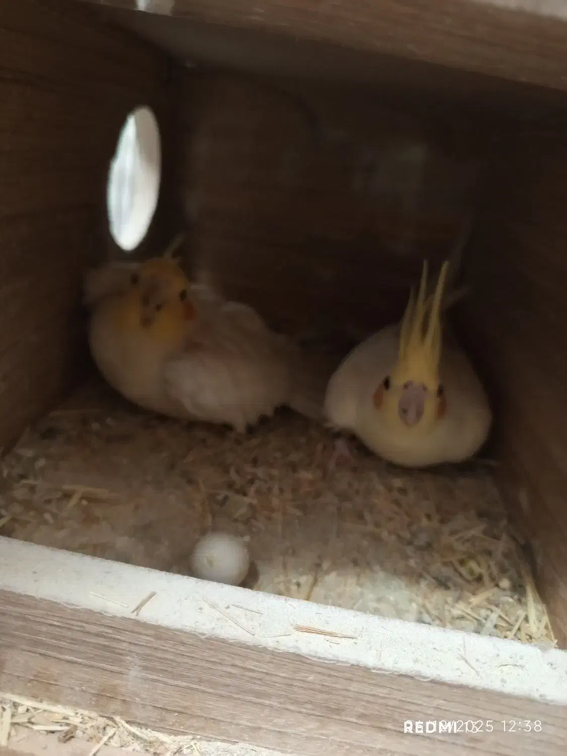 عروس هلندی لوتینو جفت نروماده مولد|پرنده|ارژن, |دیوار