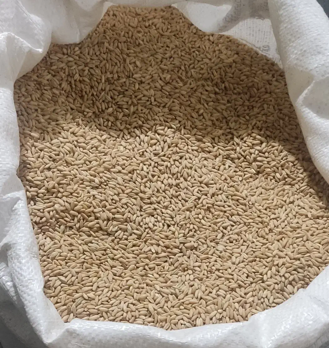 فروش گندم مهرگان تیمی|عمدهفروشی|بهبهان, |دیوار